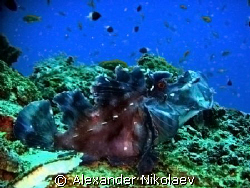 Scorpiofish, Indian Ocean, Zanzibar by Alexander Nikolaev 